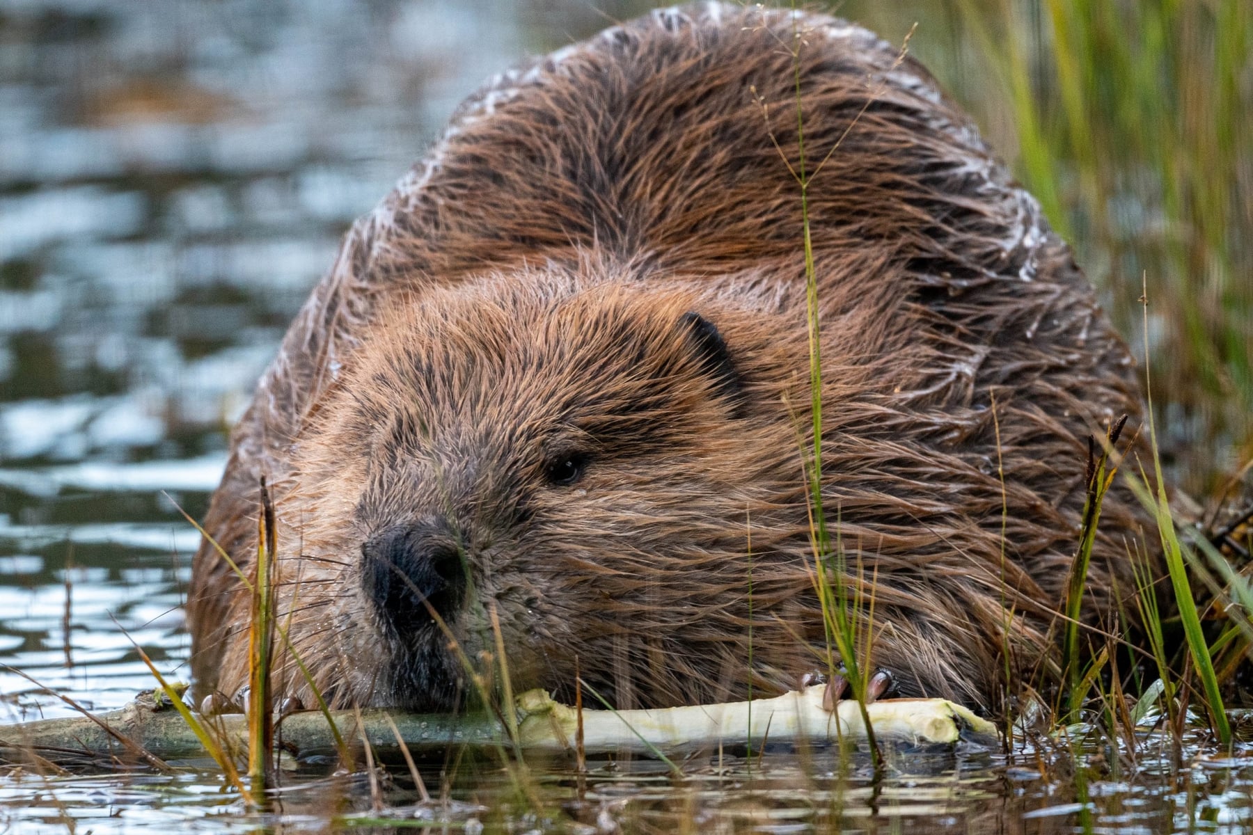 The Beavers of Pontaubert